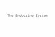 The Endocrine System. What Is Endocrine System? Introduction