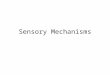 Sensory Mechanisms. Energy Senses--Vision Visual Sense—turns light energy into a neural message (transduction) –Light is reflected off objects and gathered