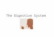The Digestive System. Diagram of the digestive system