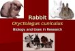 Rabbit Oryctolagus cuniculus Biology and Uses in Research