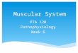 Muscular System PTA 120 Pathophysiology Week 6.  Discuss anatomic structures and physiologic processes related to the muscular system  Discuss physical