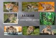 AN endangered specie. The jaguars fur coat is yellow and tan with black spots. It is smaller then a tiger. It has very sharp claws and very sharp teeth