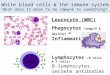 White blood cells & the immune system What does it mean to be immune to something? Leucocyte (WBC) Phagocytes (engulf & destroy) = Inflammation Lymphocytes