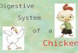 Digestive System of a Chicken. Digestive System Digestive System of a Chicken