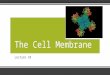 Lecture 10 The Cell MembraneThe Cell Membrane. Outline ▪Review of Cell Components ▪Membrane Composition –Lipids –Proteins ▪Selective Permeability –Transport