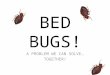 BED BUGS! A PROBLEM WE CAN SOLVE… TOGETHER!. BED BUGS! WHAT are BED BUGS? WHERE are they? HOW do I know? HOW they SPREAD CONSEQUENCES WHAT TO DO?!?!