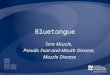 Bluetongue Sore Muzzle, Pseudo Foot-and-Mouth Disease, Muzzle Disease