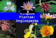 Kingdom Plantae: Angiosperms. Flowering plants 2 Classes: Monocots and dicots Flower part # already discussed. Other differences: 1) Cotyledons or seed