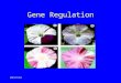 Gene Regulation 8/24/2015. DNA Binding Proteins Histones Sequence specific DNA major grove Homodimeric Inverted repeats 8/24/2015
