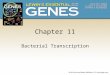 Chapter 11 Bacterial Transcription. 11.1 Introduction Transcription is the synthesis of RNA in the 5' to 3' direction from a template strand that is 3
