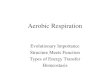 Aerobic Respiration Evolutionary Importance Structure Meets Function Types of Energy Transfer Homeostasis