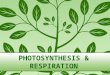 PHOTOSYNTHESIS & RESPIRATION. Photosynthesis & Respiration Modern Biology –Photosynthesis / Chapter 6 –Cellular Respiration / Chapter 7