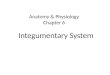 Anatomy & Physiology Chapter 6 Integumentary System