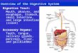 Overview of the Digestive System Digestive Tract: Mouth, pharynx, and esophagus, stomach, small intestine, and large intestine (colon) Accessory Organs: