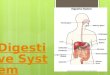 Digestive System Digestive System. Digestive Tract Digestive Tract  Also called alimentary canal  Hollow tube roughly 8 meters in length
