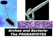 Archae and Bacteria- The PROKARYOTES `. As late as 1977, all prokaryotes were put into one single kingdom called Monera. Taxonomists no longer accept