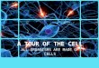 A TOUR OF THE CELL ALL ORGANISMS ARE MADE OF CELLS