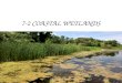 7-2 COASTAL WETLANDS. Estuaries An estuary begins where fresh river water flows into coastal saltwater bays and inlets.estuary These areas of transition