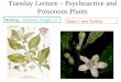 Tuesday Lecture – Psychoactive and Poisonous Plants Reading: Textbook, Chapter 12 Exam 2 next Tuesday
