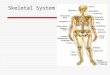 Skeletal System. Purpose  Support framework  Protects vital organs  Works with muscles to produce movement  Produces blood cells