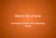 Bone Structure Compact Bone and Spongy Bone. Skeletal System Functions Support for the body. Protection for organs. Hematopoiesis - the production of