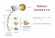 Human Genetics Chapter 14-1, 14-2 Human Heredity