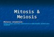 Mitosis & Meiosis Mitosis animation:  