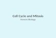 Cell Cycle and Mitosis Honors Biology. Why is Cell Division Important? Unicellular organisms â€“ Reproduce by cell division ïƒ  increasing the population
