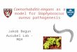 Caenorhabditis elegans as a model for Staphylococcus aureus pathogenesis Jakob Begun Ausubel Lab - MGH
