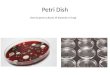 Petri Dish Used to grow cultures of bacteria or fungi