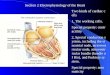 Section 2 Electrophysiology of the Heart Two kinds of cardiac cells 1, The working cells. Special property: contractility 2, Special conduction system,