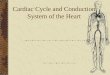Cardiac Cycle and Conduction System of the Heart