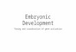 Embryonic Development Timing and coordination of gene activation