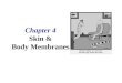 Chapter 4 Skin & Body Membranes. 2. Aids in heat regulation 3. Aids in excretion of uric acid 4. Synthesizes vitamin D Skin Functions 1.Protects deeper
