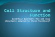 Essential Question: How are cell structures adapted to their functions?