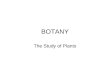 BOTANY The Study of Plants. Where Do Plants Fit In Living Things: Kingdoms –Monera: Cells without nuclei and membranes; bacteria –Protista: cells with
