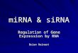 MiRNA & siRNA Regulation of Gene Expression by RNA Brian Reinert