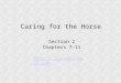 Caring for the Horse Section 2 Chapters 7-11 