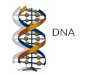 DNA. What is DNA video   tour/index.html   tour/index.html Video