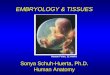 EMBRYOLOGY & TISSUES Sonya Schuh-Huerta, Ph.D. Human Anatomy Human Fetus, 12 weeks