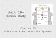 Unit 10— Human Body Chapter 39 Endocrine & Reproductive Systems