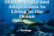Marine Phyla and Adaptations to Living in the Ocean Ecology