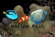 Marine Fish. Intro to Fish Fish – The most common and diverse vertebrates in the ocean – Evolved around 500 million years ago – 20,000 different species