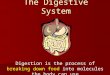The Digestive System Digestion is the process of breaking down food into molecules the body can use
