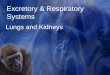 Excretory & Respiratory Systems Lungs and Kidneys