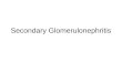 Secondary Glomerulonephritis. Primary vs. Secondary IgA nephropathy Pauci-immune necrotizing and crescentic GN Anti-GBM glomerulonephritis Membranous