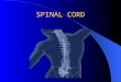 SPINAL CORD. Spinal vertebras Cross section