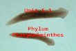 1 Unit 5.1 Phylum Platyhelminthes. 2 Phylum Platyhelminthes Flat worms Triploblastic – three primary germ layers Acoelomate – no body cavity Bilateral