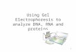 1 Using Gel Electrophoresis to analyze DNA, RNA and proteins