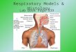 Respiratory Models & Histology Lab Book Page 339
